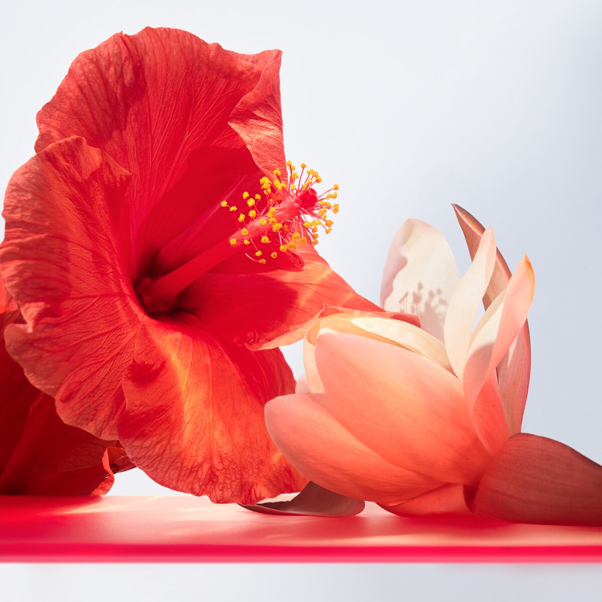 Omnia Coral Eau de Toilette - 100 ml 5