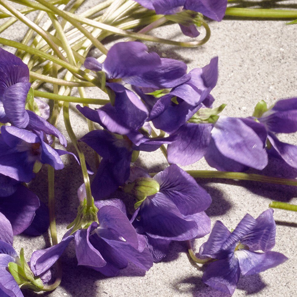 Dolce Violet Eau de Toilette 4