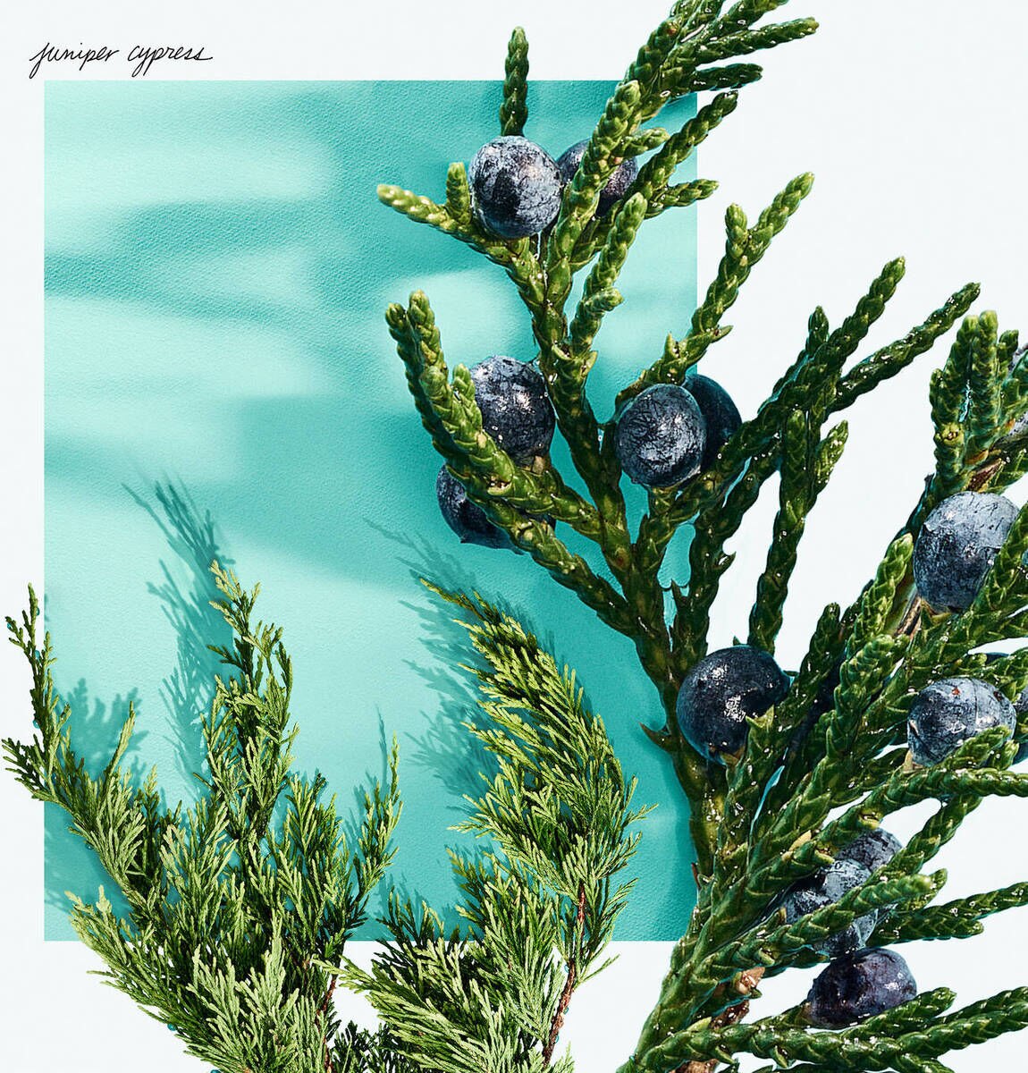 Tiffany & Love Eau de Parfum 6