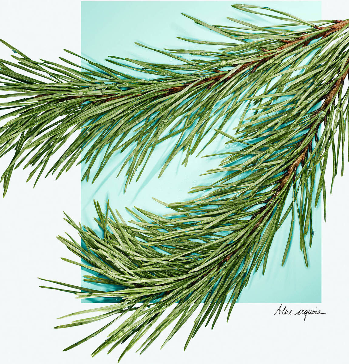 Tiffany & Love Eau de Parfum 7