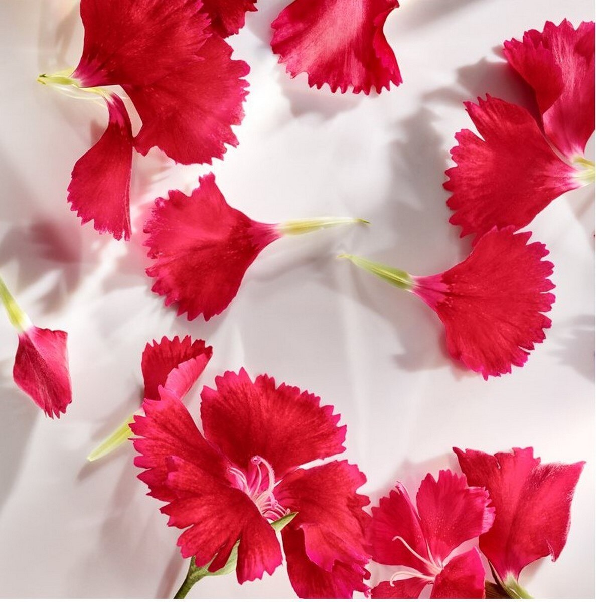 Wonderlust Eau de Parfum - 50 ml 4