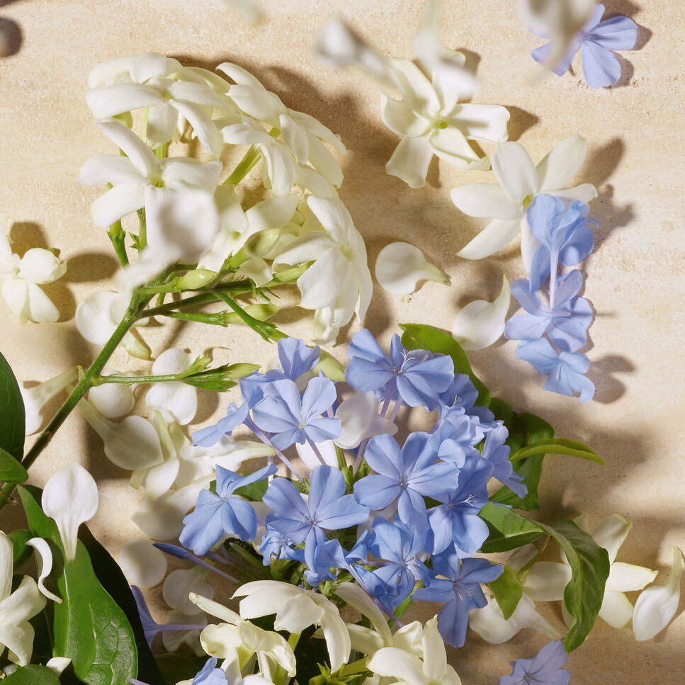 Dolce Blue Jasmine Eau de Parfum 3