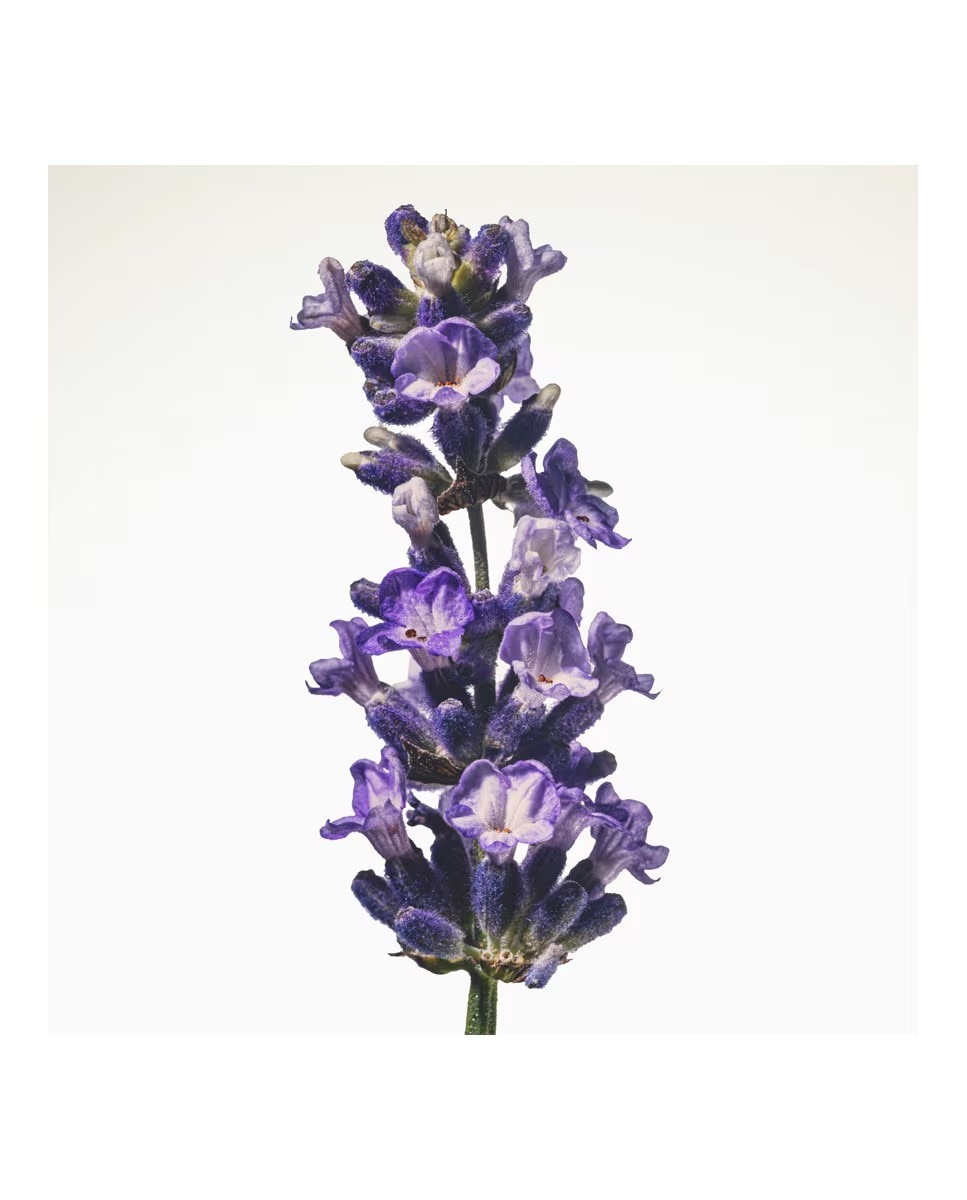 Goddess Eau de Parfum Intense 4