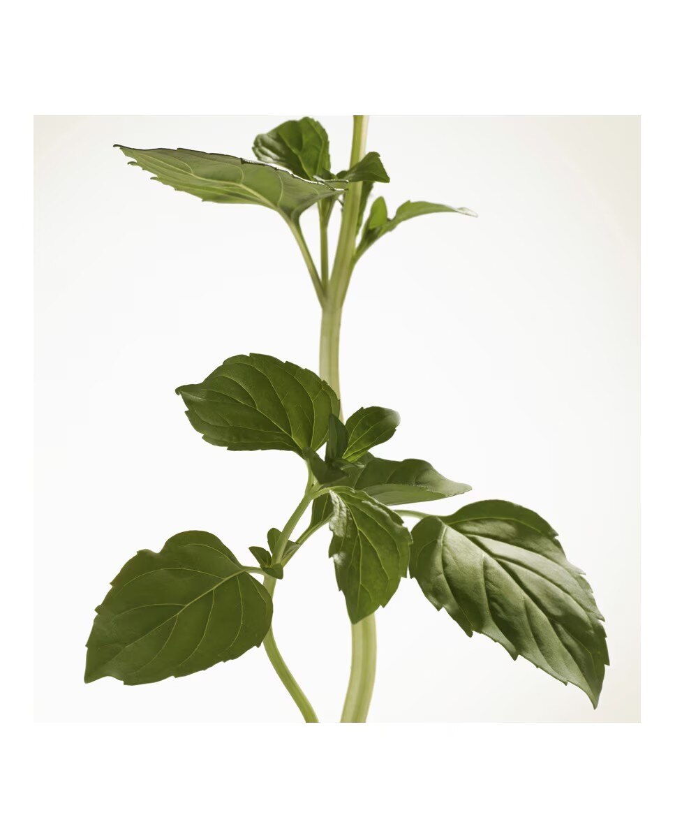 Goddess Eau de Parfum Intense 6