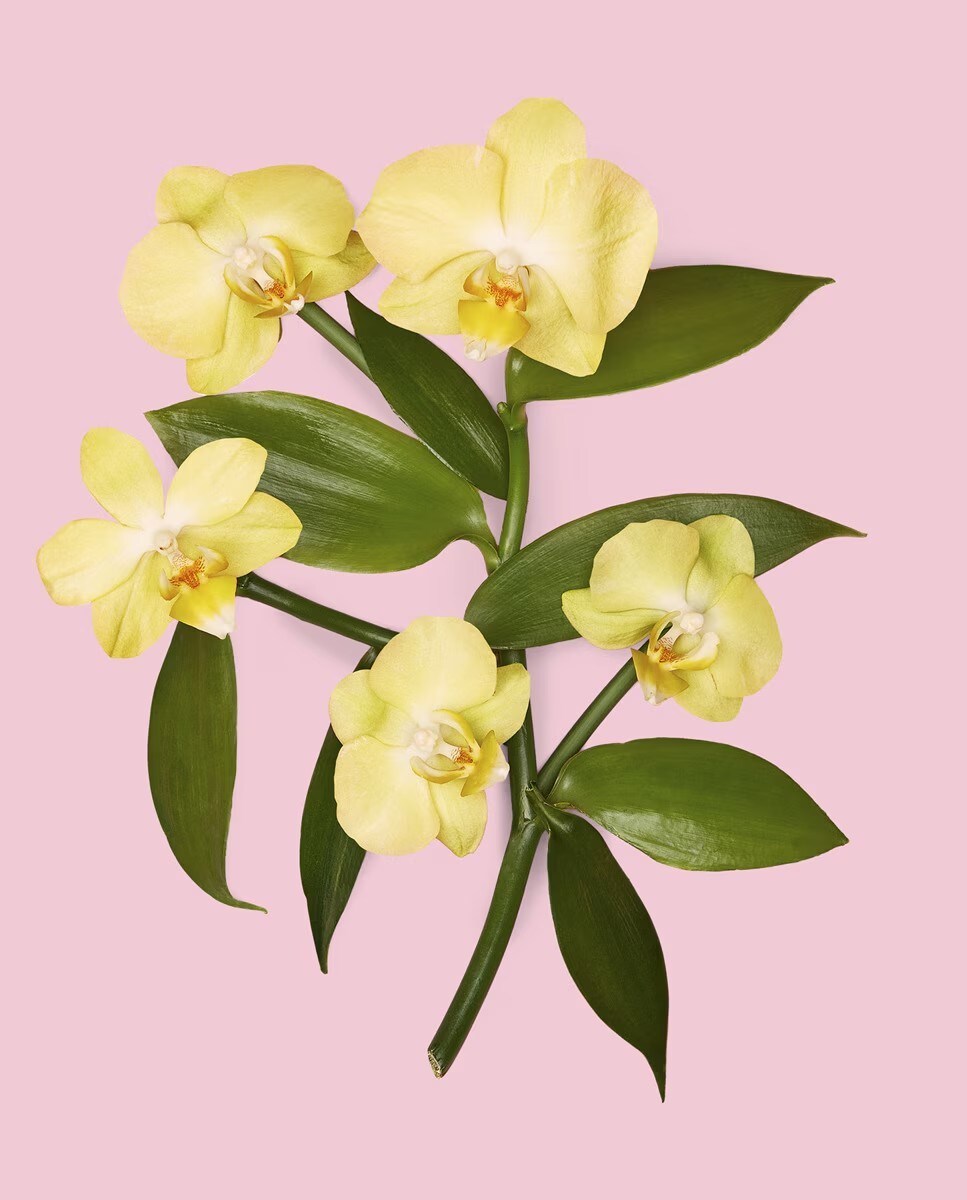 Flora Gorgeous Orchid Eau de Parfum 6