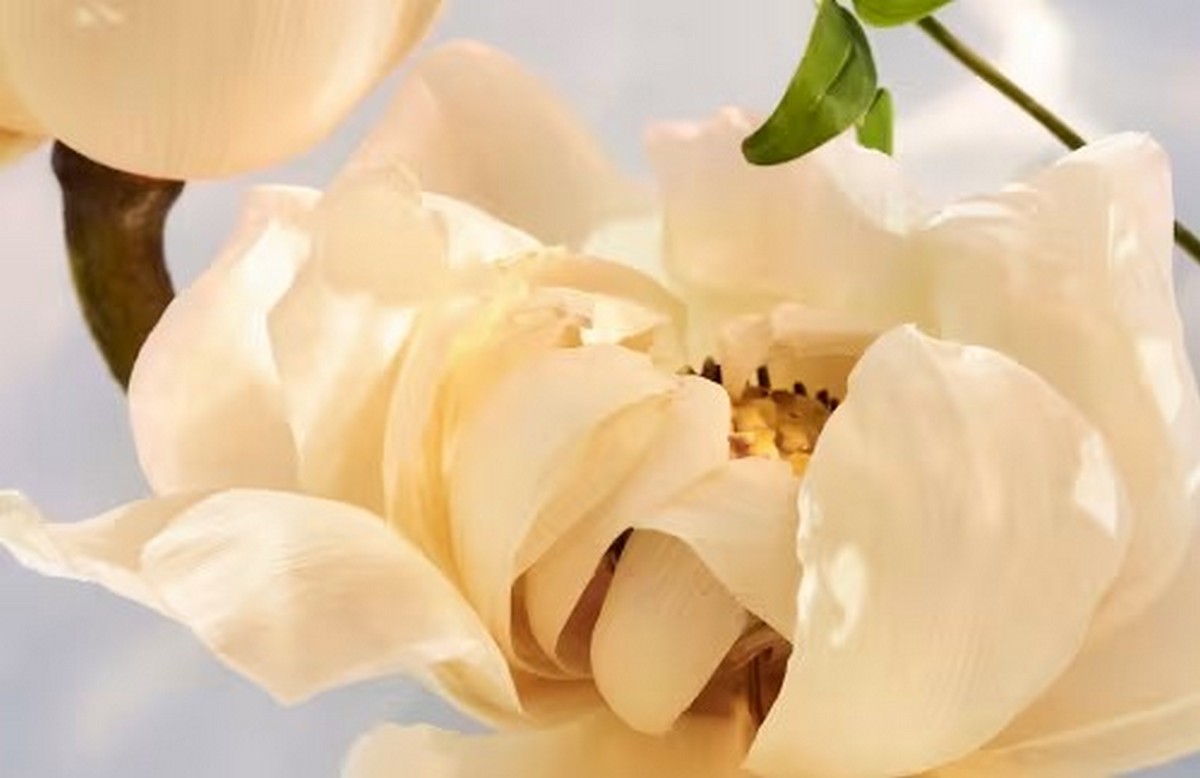 Omnia Crystalline Eau de Parfum 4