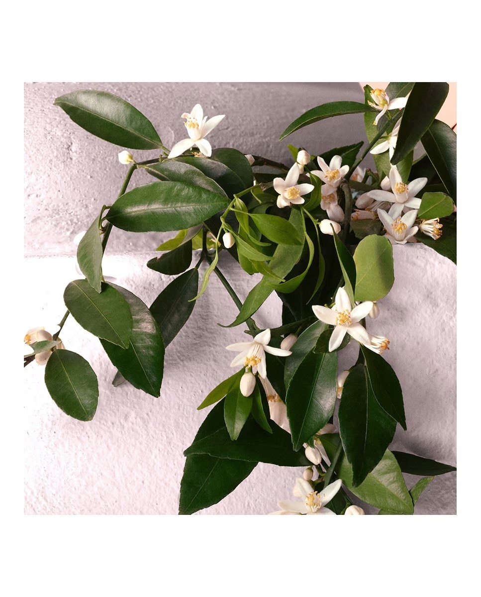 Devotion Eau de Parfum Intense 5