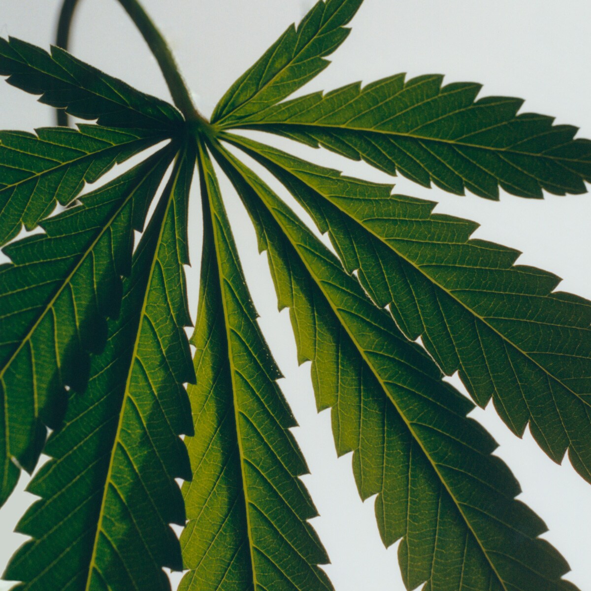 Vela Aromática Home Scents Marihuana 3