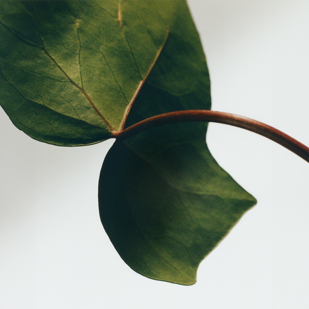 Vela Aromática Home Scents Ivy L 3