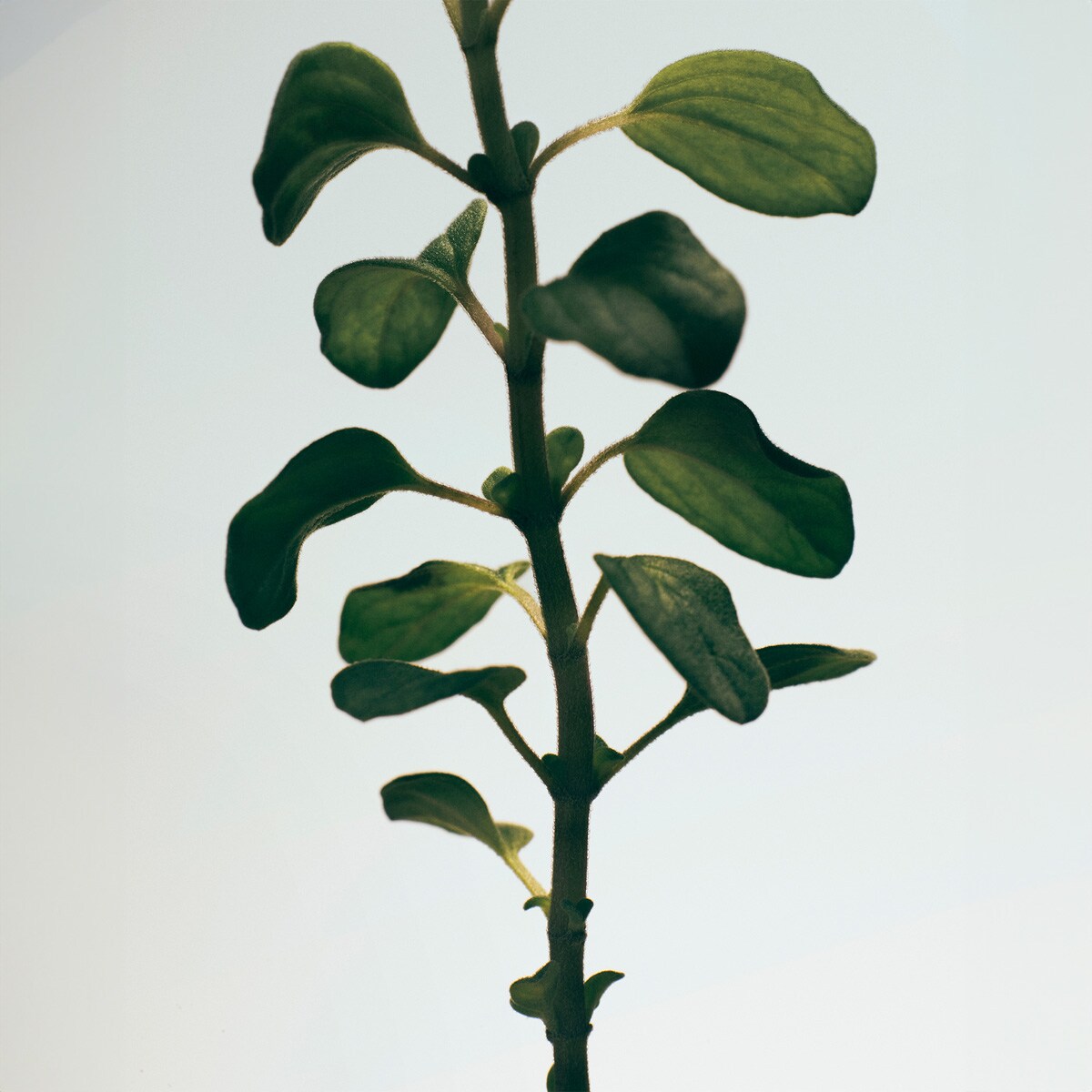 Vela Aromática Home Scents Oregano M 3