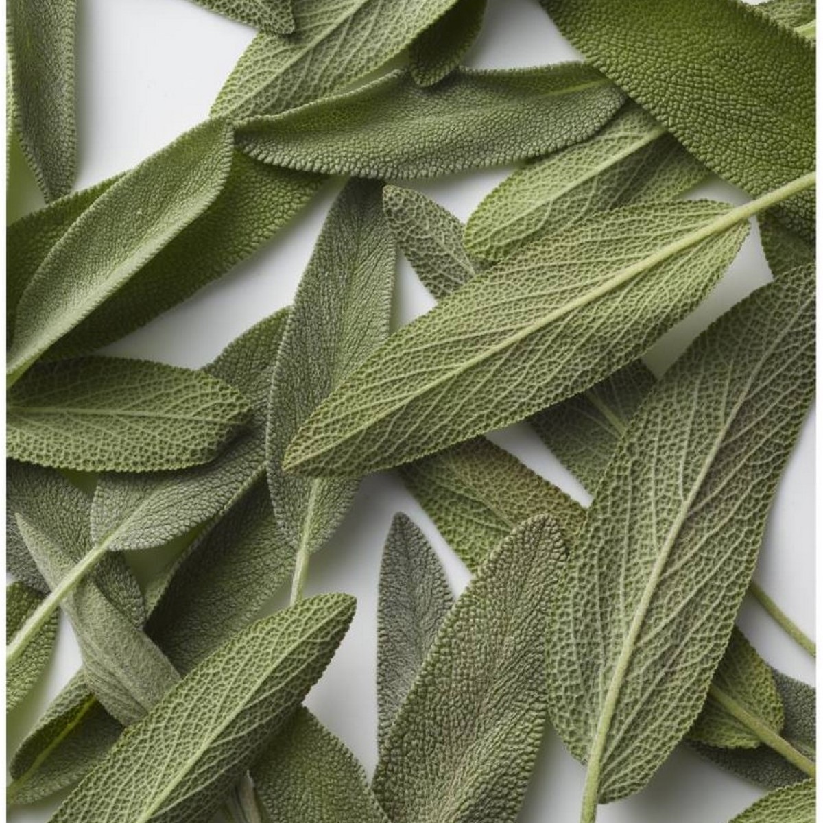 Eau de Toilette Polo Blue 4