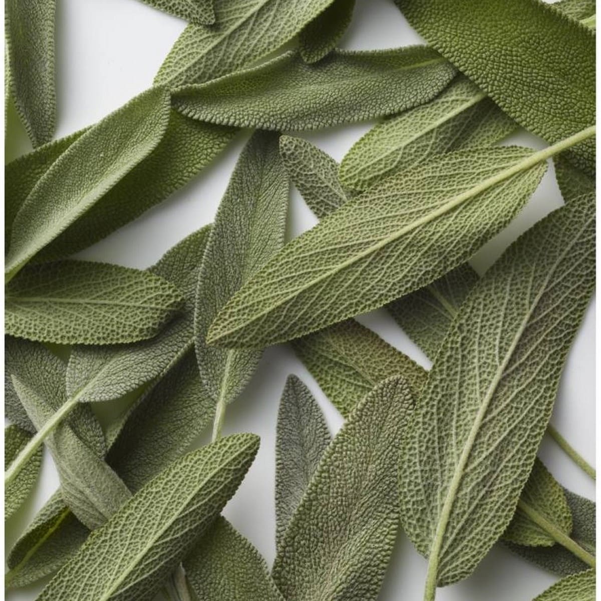 Eau de Toilette Polo Blue 4