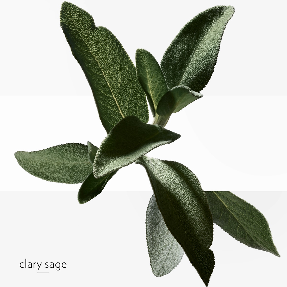 H24 Eau de Toilette 5