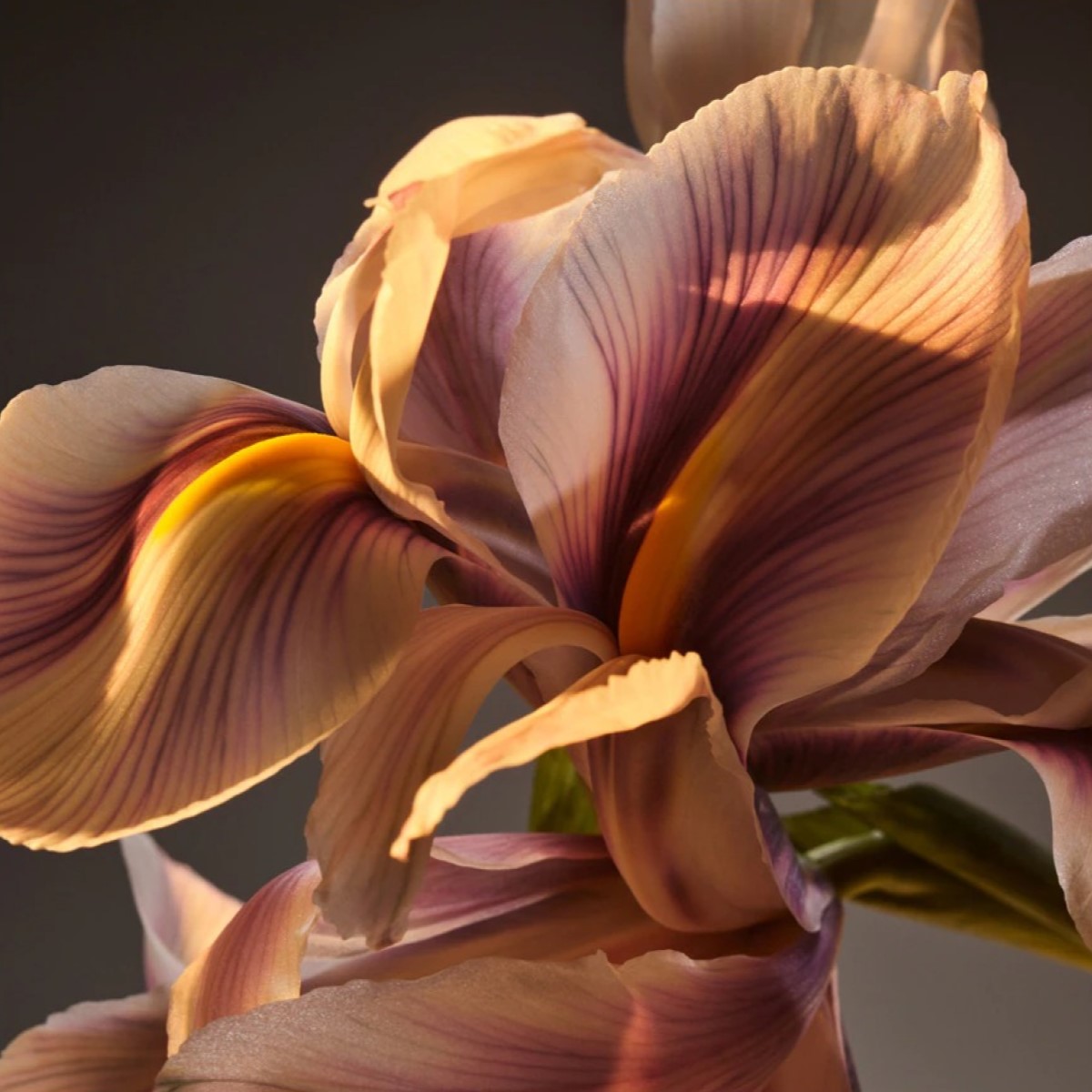 Boss Bottled Parfum - 200 ml 6