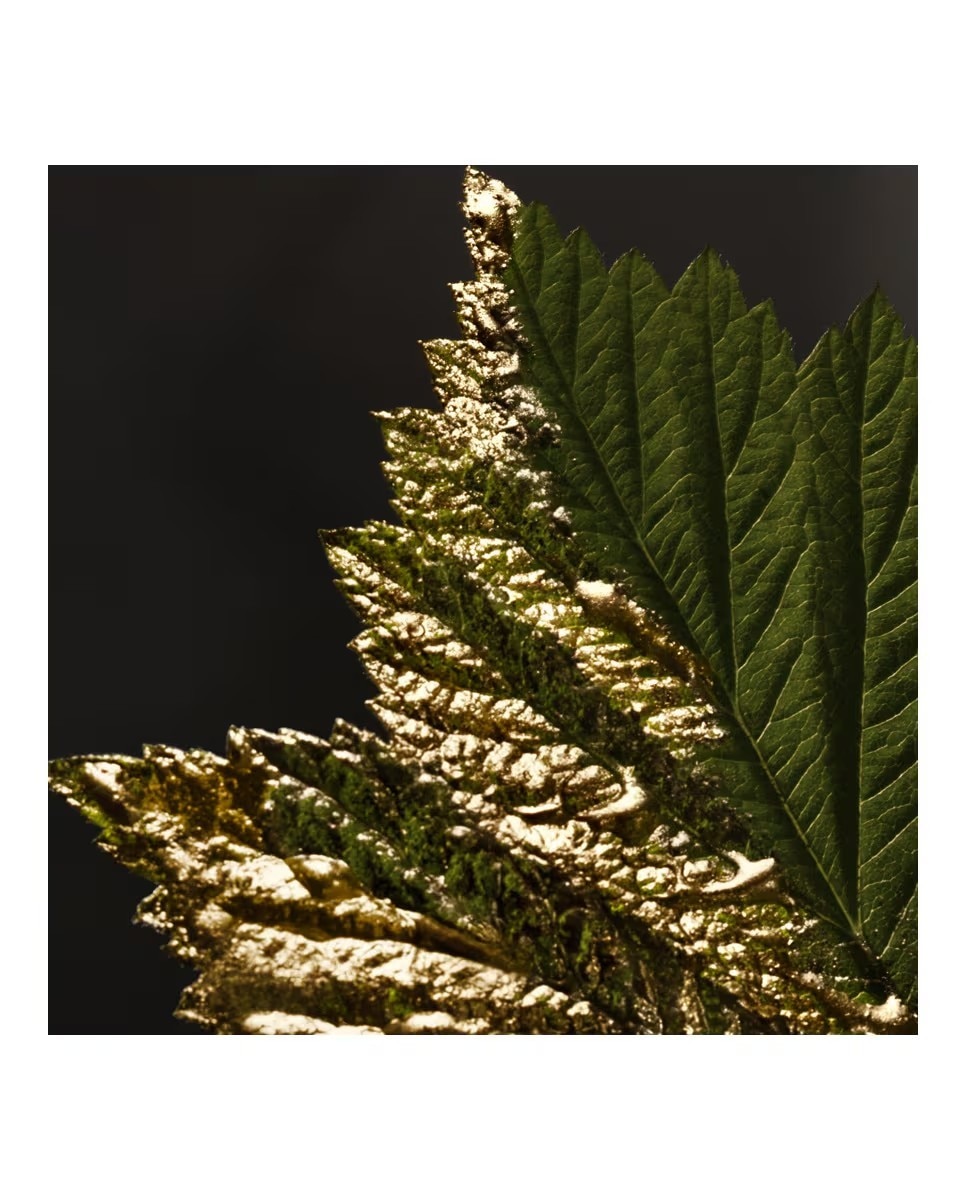 Boss Bottled Absolu Parfum Intense 5