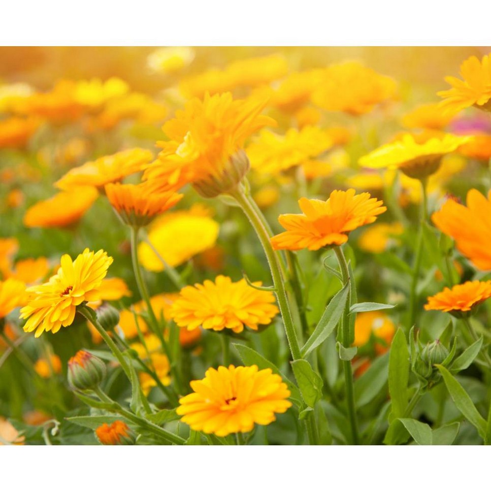 Calendula Deep Cleansing Foaming Face Wash - 500 ml 4