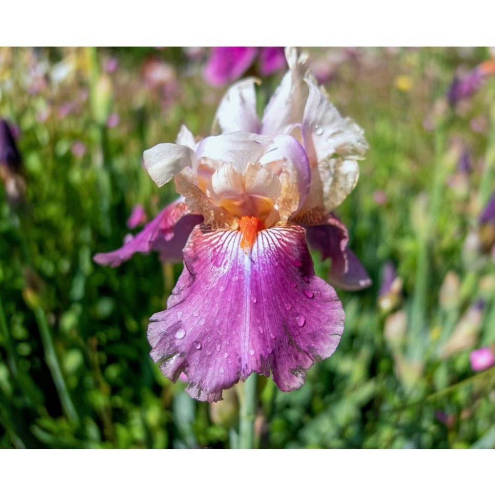 Iris Extract Activating Treatment Essence - 200 ml 5