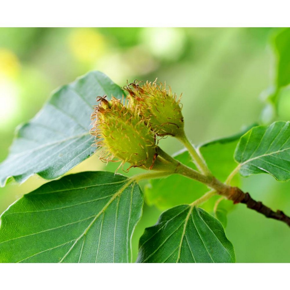 Super Multi-Corrective Cream SPF30 - 50 ml 5