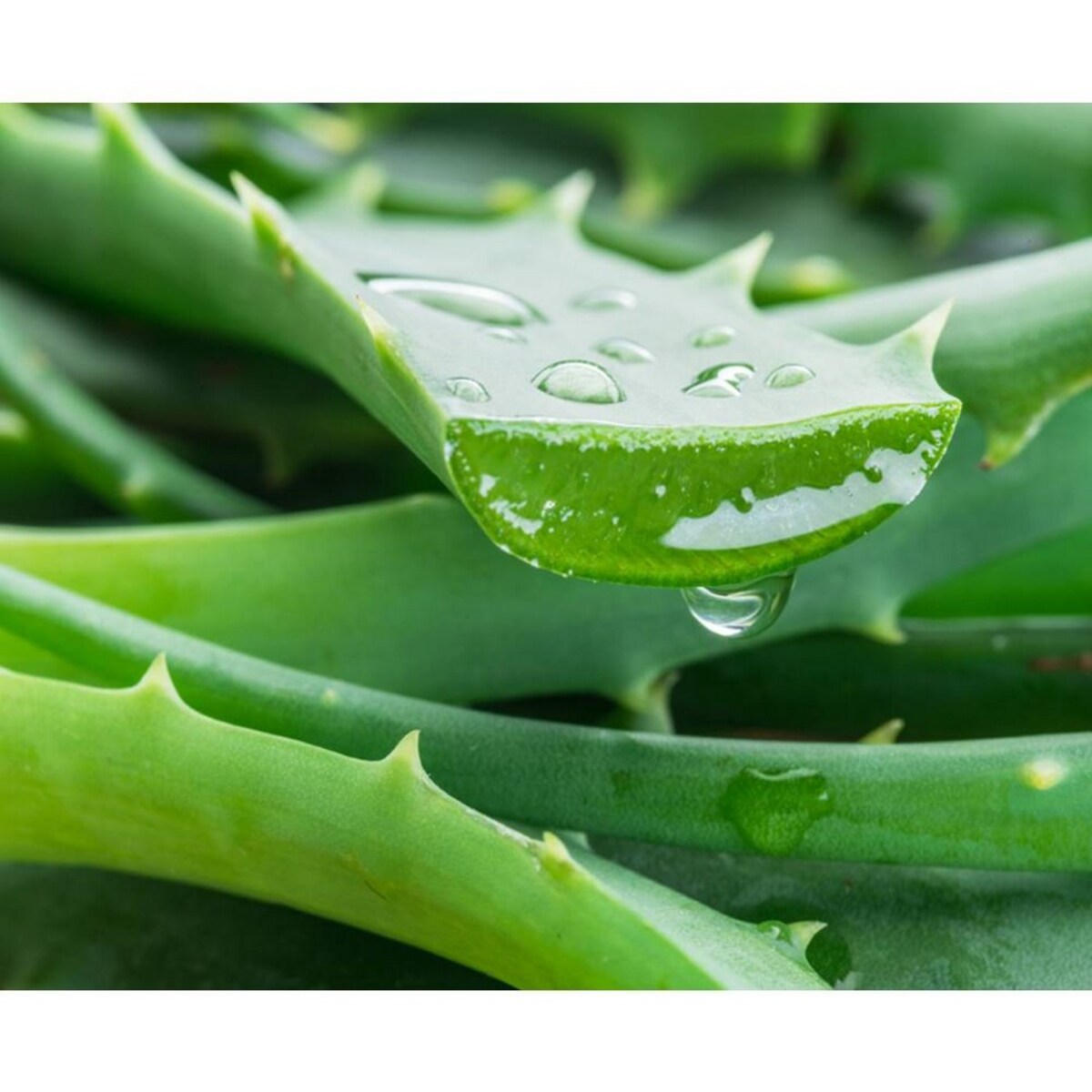Calendula Petal-Infused Calming Mask 5