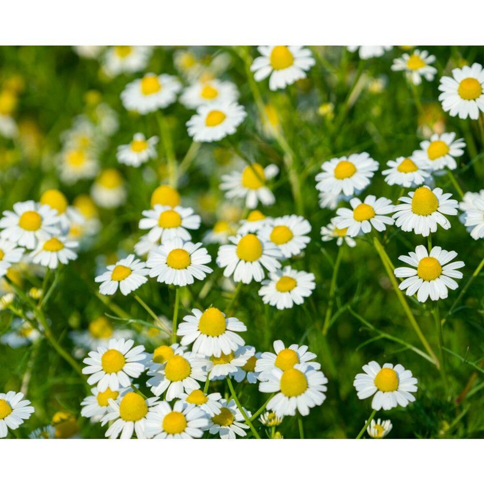 Gently Exfoliating Body Scrub Grapefruit - 250 ml 8