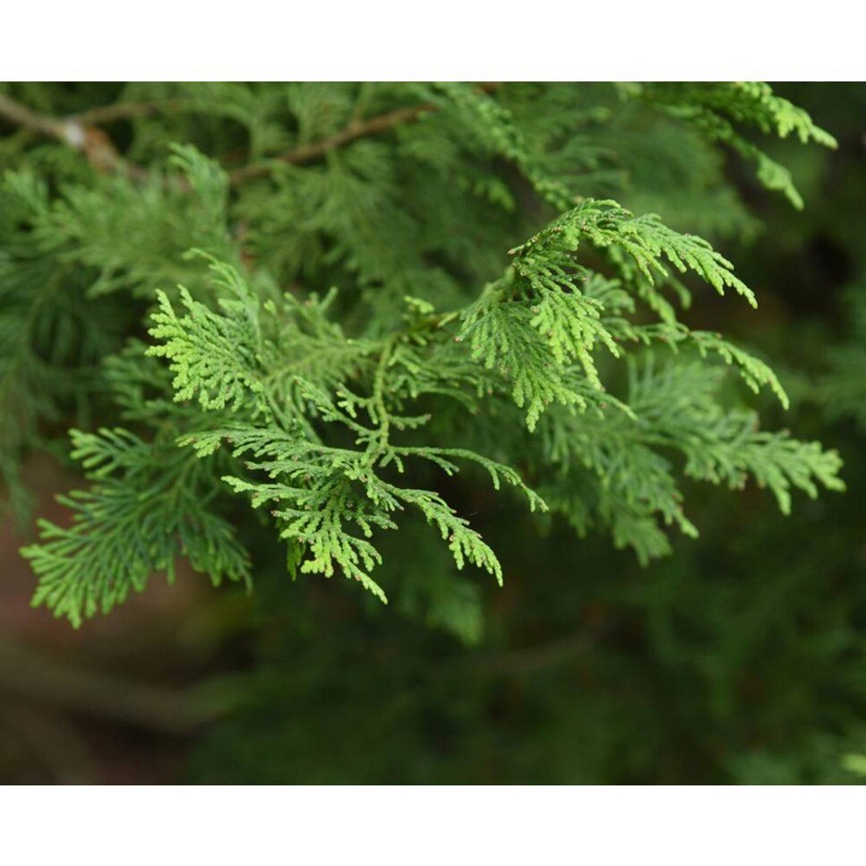 Age Defender Power Serum - 75 ml 5