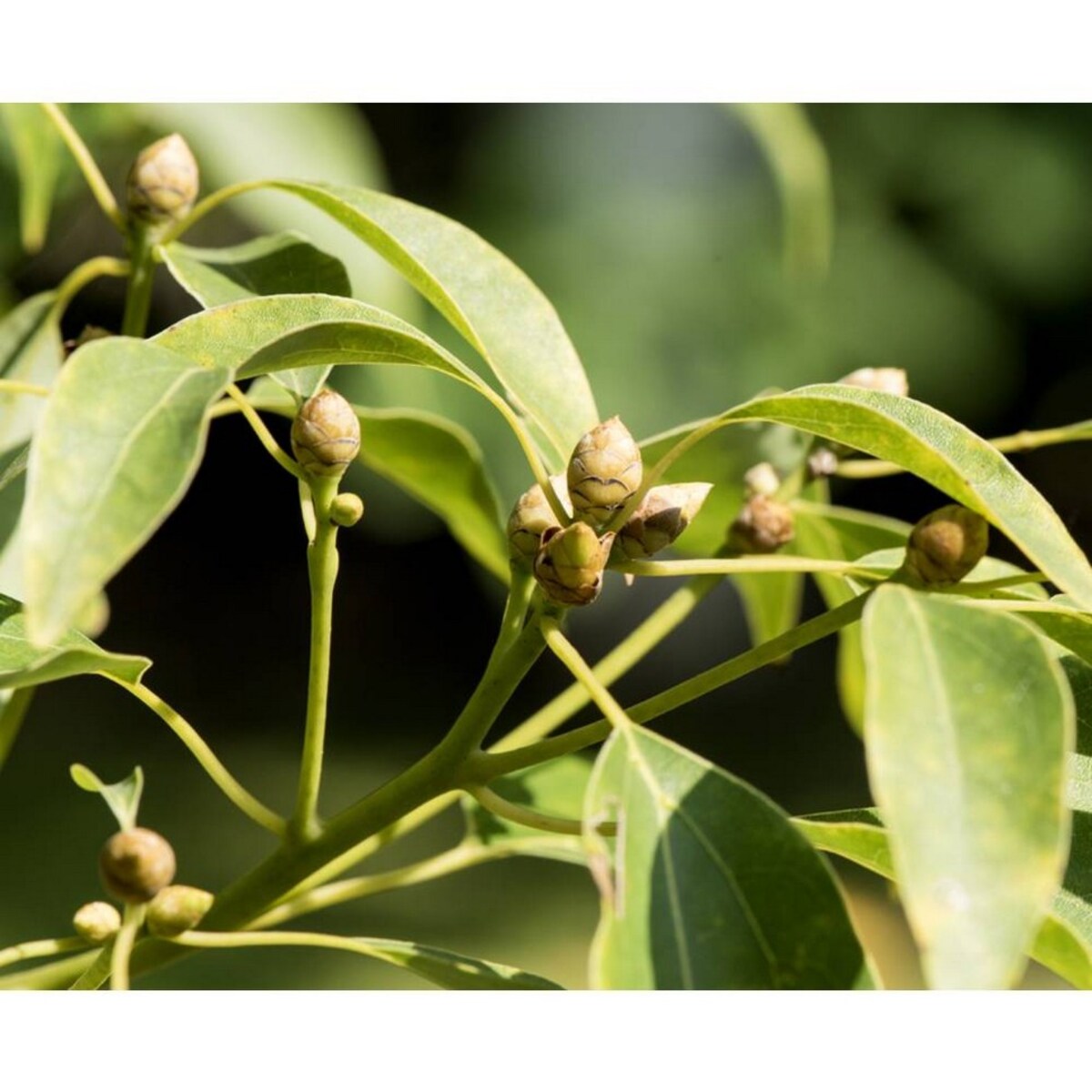 Ultimate Brushless Shave Cream - White Eagle - 75 ml 3