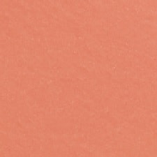 14 - Rose Abricoté