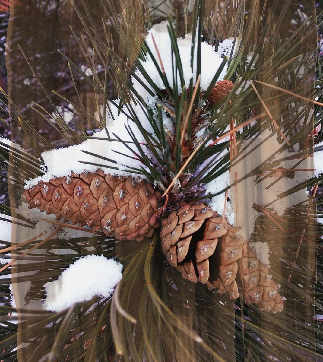 Vela Aromática Woods - 240 g 3