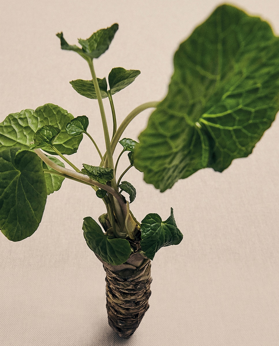 Vela Aromática Wasabi 3