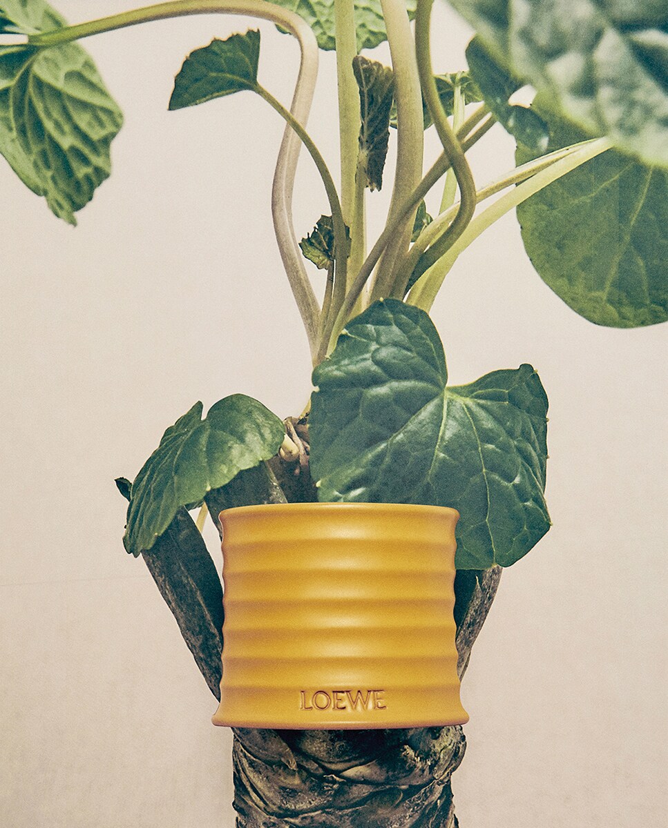 Vela Aromática Wasabi 5