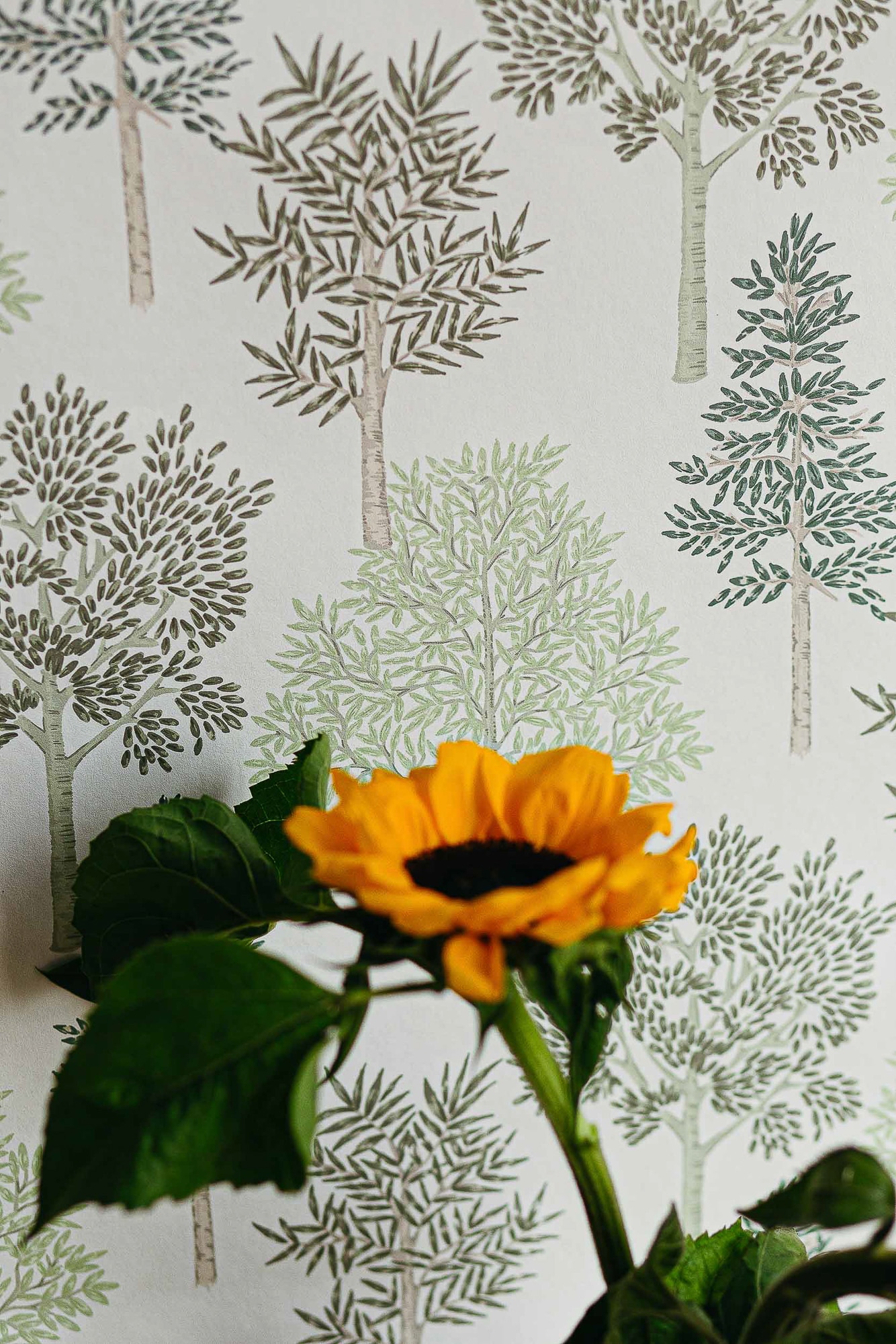 Papel pintado Arboleda Olivar Coordonné - Verde claro 0,5 x 10 m Verde claro-2