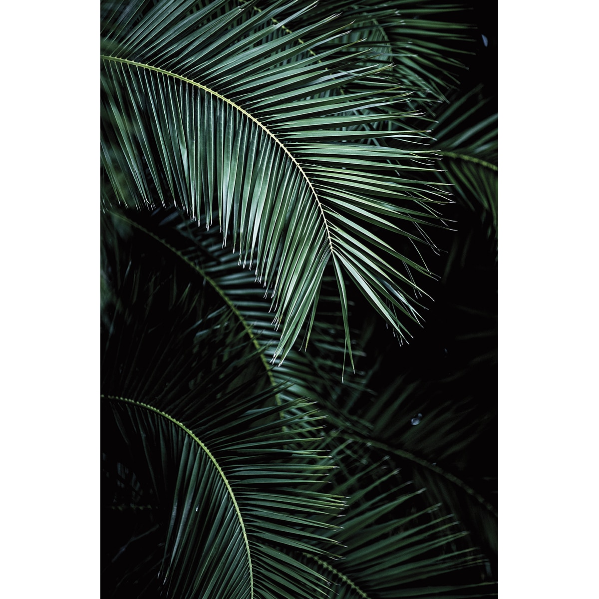 Papel de parede fotográfico Palm Rasch Verde-1