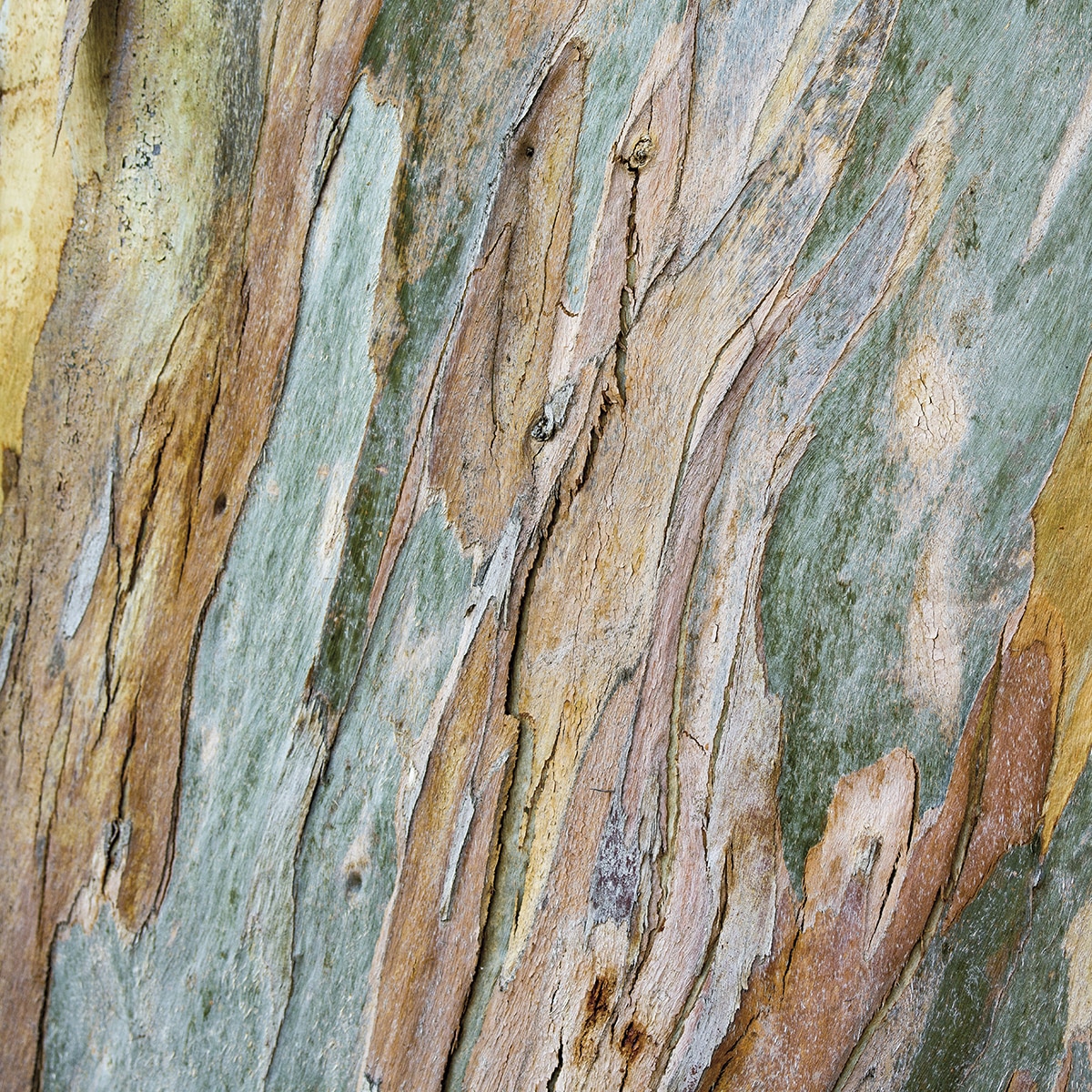 Papel de parede fotográfico Bark Rasch Castanho-1