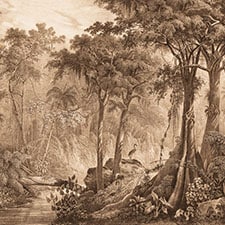 Castanho Castanho