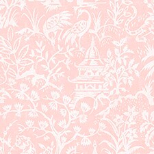 Rosa Rosa