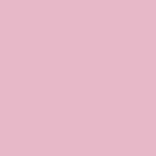 Pink Paradise Pink Paradise