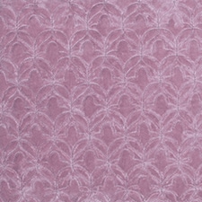 Malva Malva