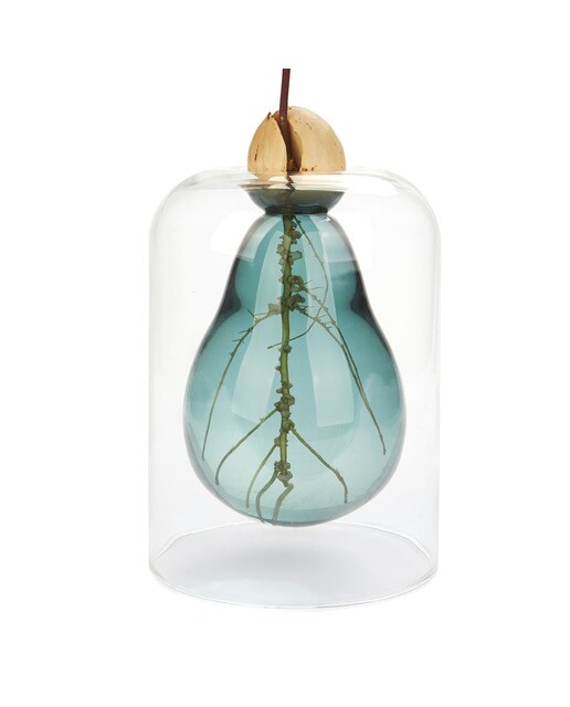 Cultivador de abacate Vaso para abacate Balvi vidro verde 2