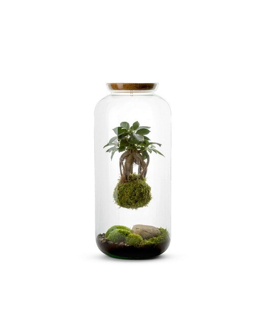 Terrario Autónomo Bonbonne Kokedama Naturalys 1 Kokedama Ginseng Suspendido 1