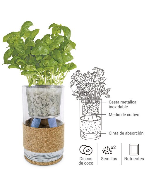 Cultivo Hidropónico Manjericão e Salsa 4