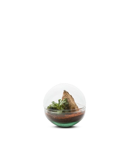 Imagen 0 de Terrario Mini Monde Naturalys 1 planta