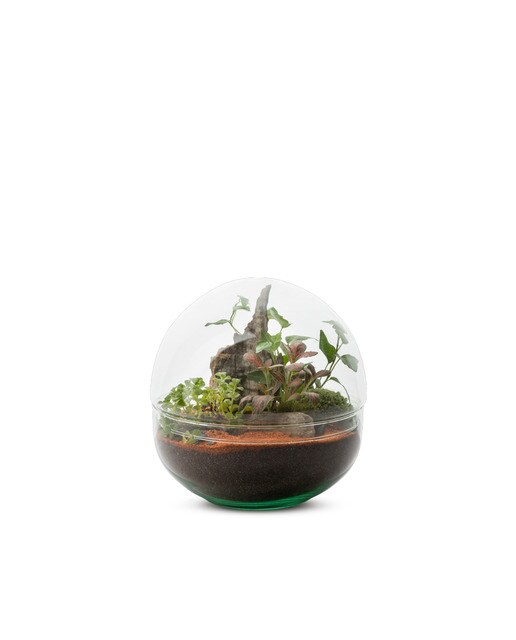 Terrario Mini Monde Naturalys 3 plantas 1