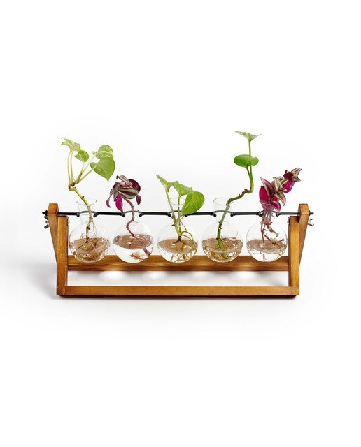 Imagem 0 de Estação de propagação Milimetrado Hydra para 5 plantas