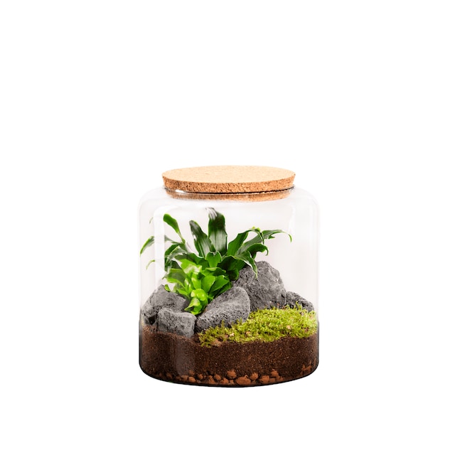Imagen 0 de Terrario de plantas  Mia Classic Naturalys S