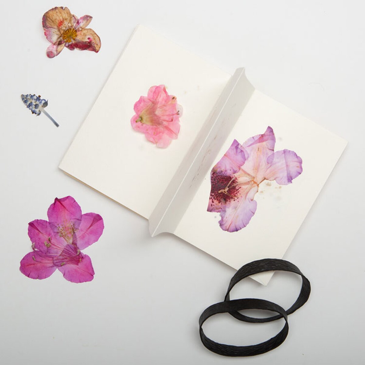 Libro para prensar flores de Kikkerland 2