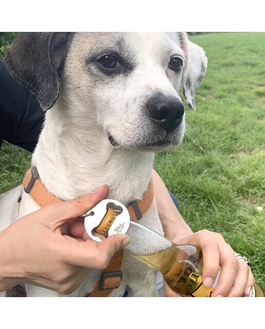 Placa Abrebotellas para Perro de Kikkerland 2