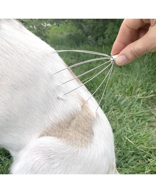 Kit de Spa para Cães 3