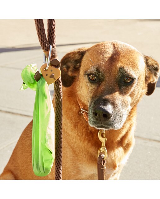 Luz para Cão 3