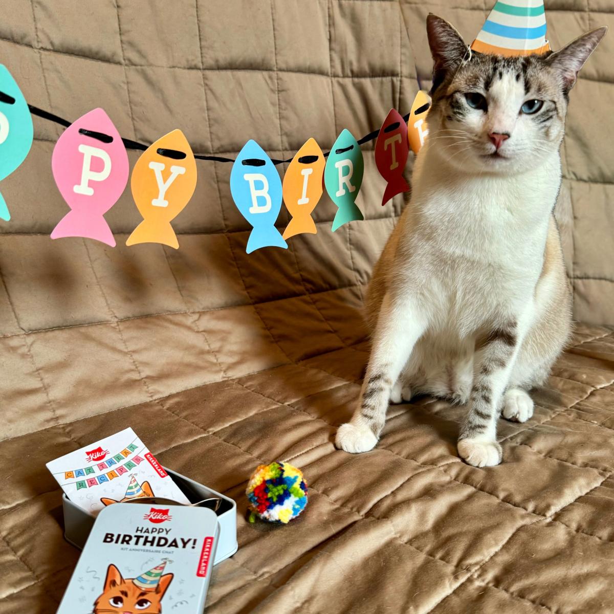 Kit de Aniversario para Gatos de Kikkerland 2