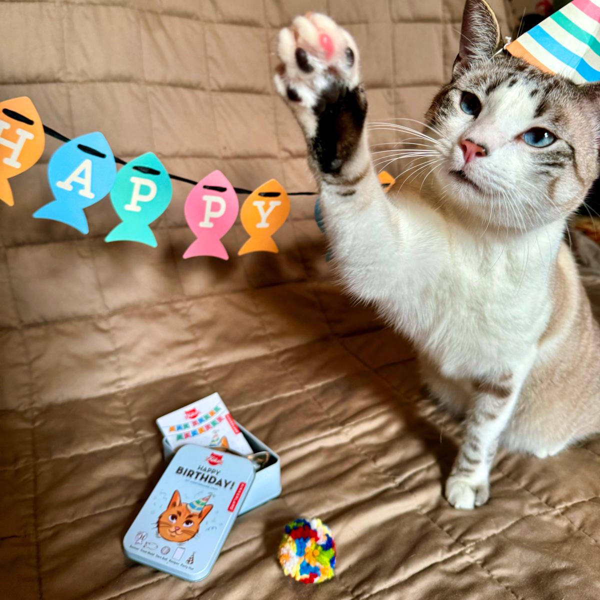 Kit de Aniversario para Gatos de Kikkerland 3